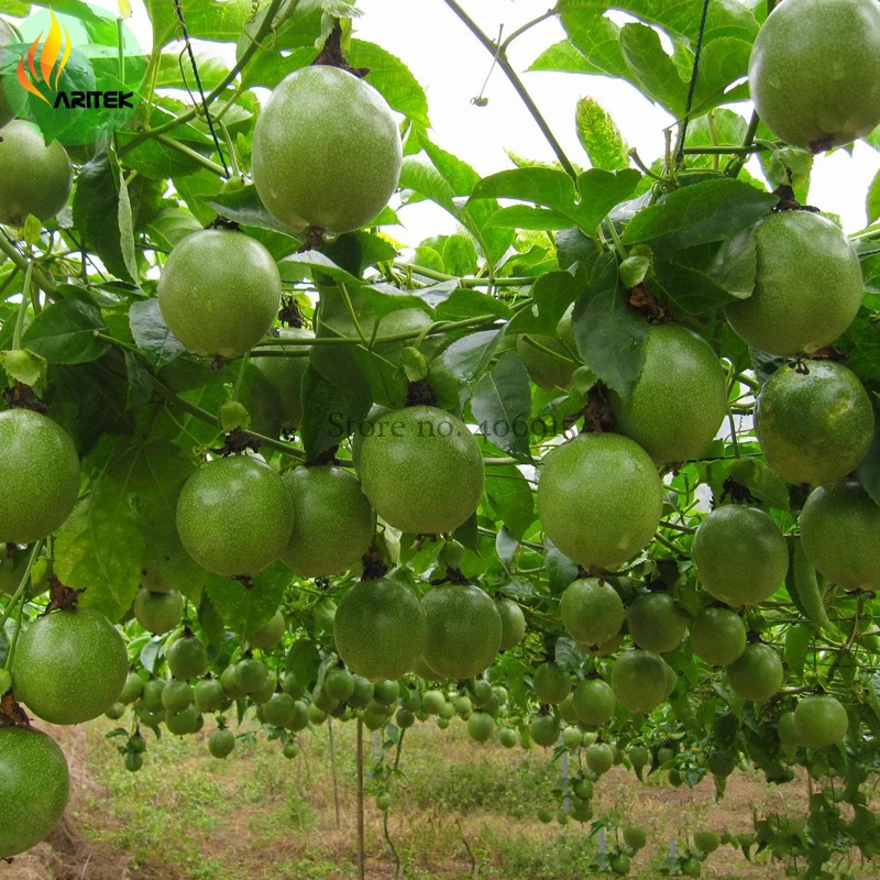 New Passiflora Edulis Passion Fruit Seeds, 30 Seeds, Professional Pack, Edible Tasty Juicy Fruit E3510
