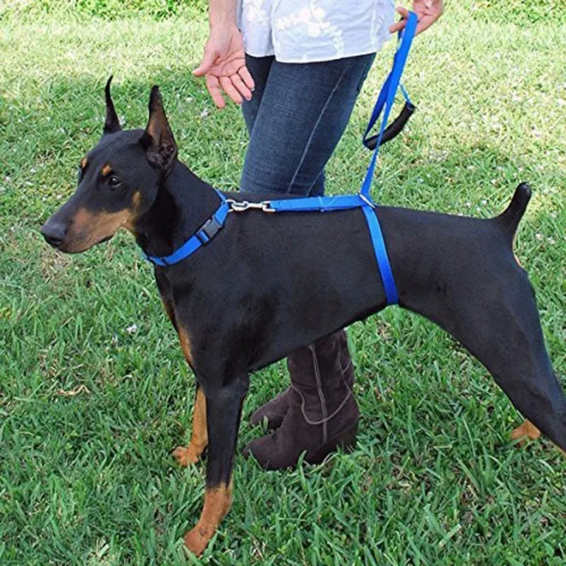 Head Collars Pet Strong Durable Harnesses Dogs Traction Rope for a Safe Walking Basic Halter Harnesses
Head Collars Pet Strong Durable Harnesses Dogs Traction Rope for a Safe Walking Basic Halter Harnesses
