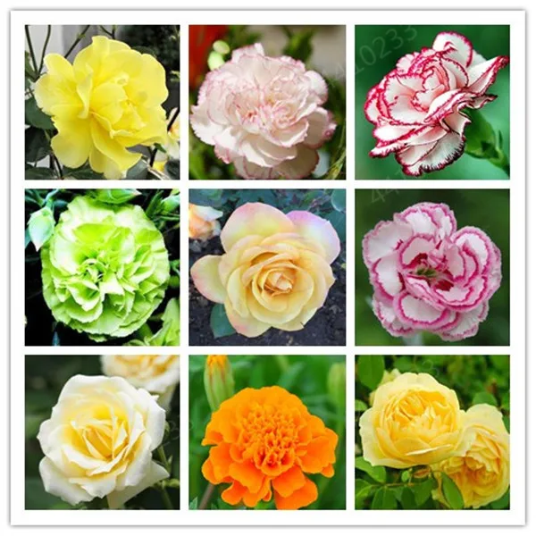 Sale! 150 pcs Rare Carnations Bonsai Flowers Bonsai Dianthus Caryophyllus Flowers Bonsai For Home Garden Planting Best Mom Gift
Sale! 150 pcs Rare Carnations Bonsai Flowers Bonsai Dianthus Caryophyllus Flowers Bonsai For Home Garden Planting Best Mom Gift