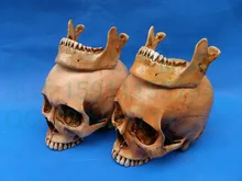 free shipping life size skull model 4 different color The model of skull model crafts resin skull decoration
free shipping life size skull model 4 different color The model of skull model crafts resin skull decoration