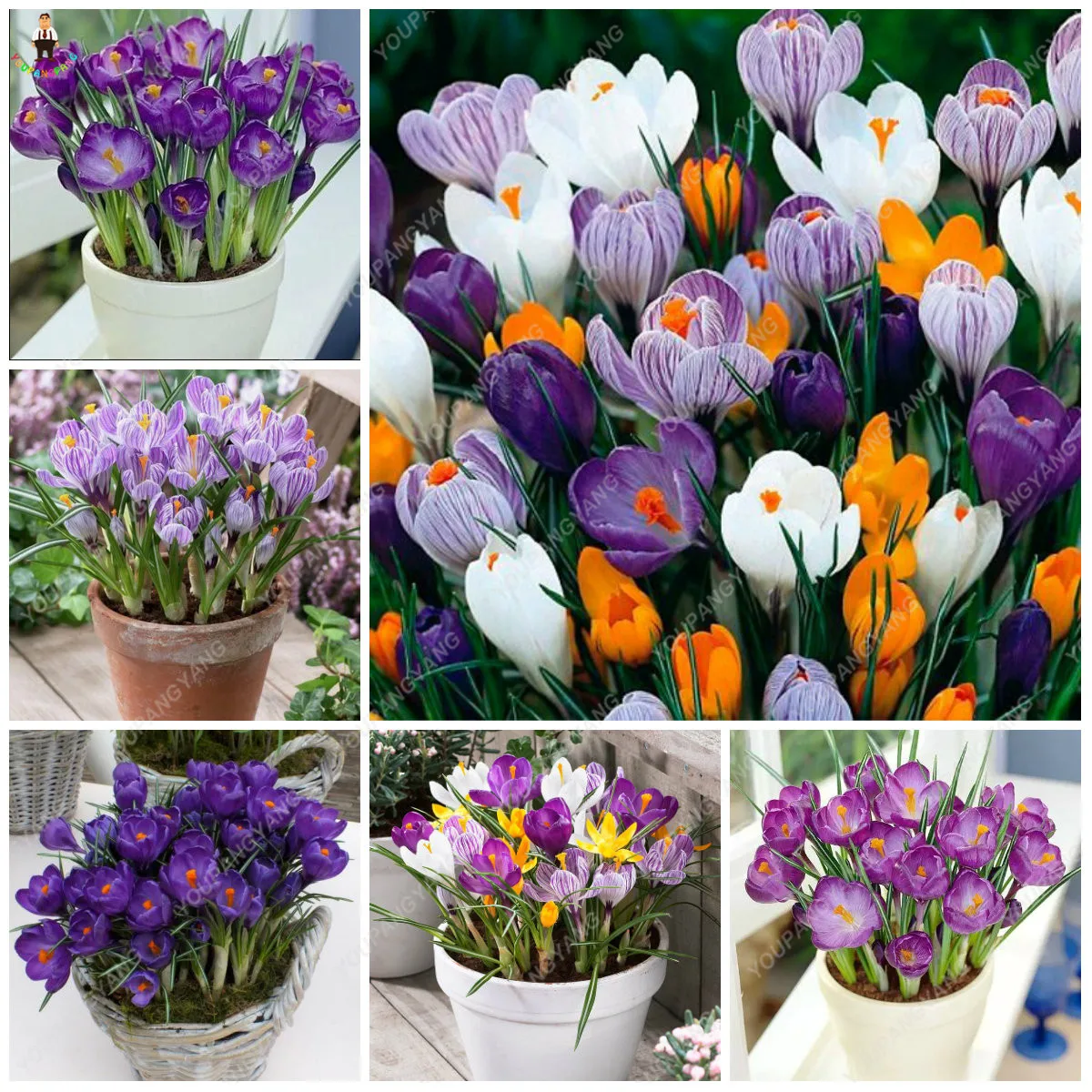 20pcs rare Saffron plants beautiful rainbow Saffron garden flowers high survival rate bonsai tree garden decoration
20pcs rare Saffron plants beautiful rainbow Saffron garden flowers high survival rate bonsai tree garden decoration