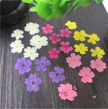 120pcs 1-2cm Pressed Dried Dyed Verbena Flower Plant Herbarium For Jewelry Photo Frame Phone Case Bookmark Craft Making DIY
120pcs 1-2cm Pressed Dried Dyed Verbena Flower Plant Herbarium For Jewelry Photo Frame Phone Case Bookmark Craft Making DIY