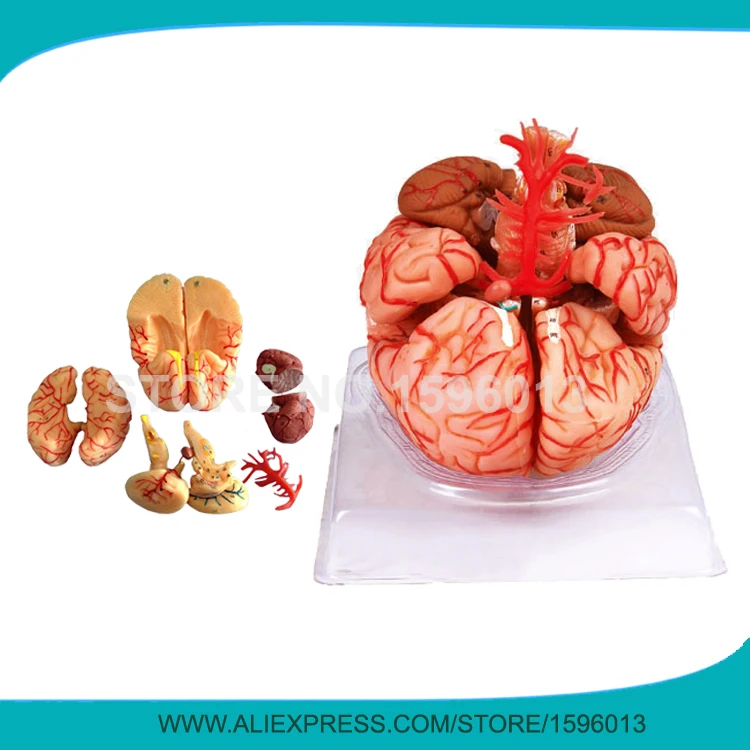 Advanced 9-part Brain Model with Artery, Anatomical Brain Model,3D Human Brain Model for School Teaching
Advanced 9-part Brain Model with Artery, Anatomical Brain Model,3D Human Brain Model for School Teaching
