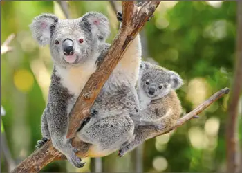 Full Square/Round Drill 5D DIY Diamond Painting "koala bears in australia" Embroidery Cross Stitch Mosaic Home Decor
Full Square/Round Drill 5D DIY Diamond Painting "koala bears in australia" Embroidery Cross Stitch Mosaic Home Decor