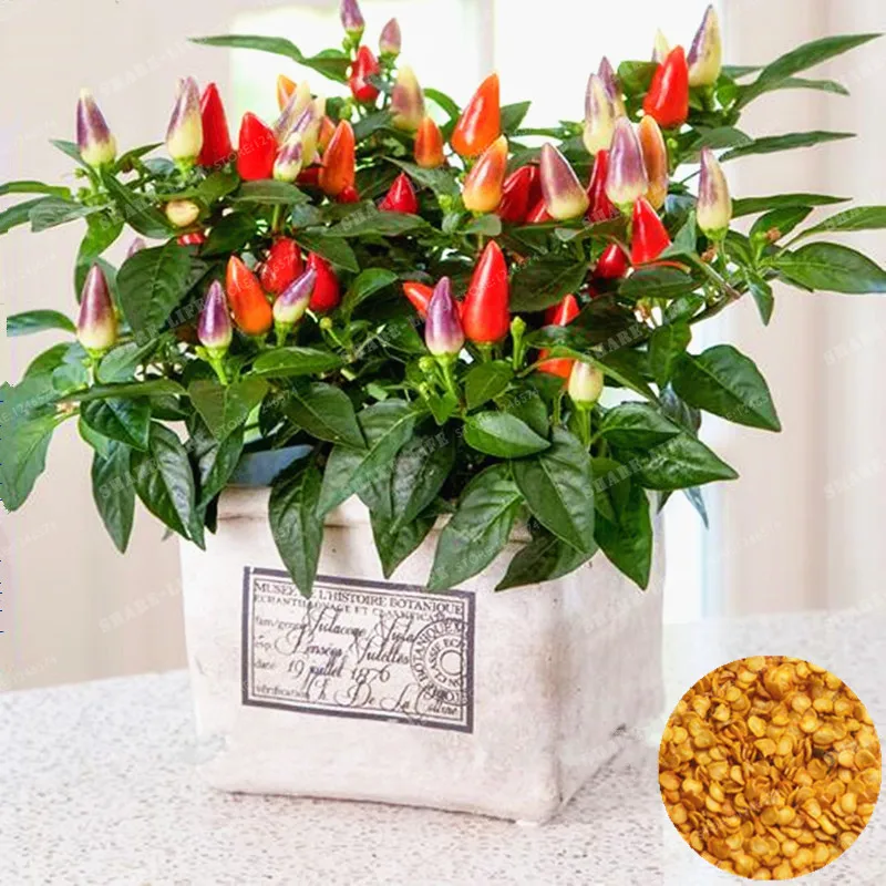 100 Pcs/Bag Ornamental Pepper Bonsai Heirloom Thai Sun Hot Pepper Capsicum Annuum Bonsai Vegetables Food Mini Hot Pepper Bonsai
100 Pcs/Bag Ornamental Pepper Bonsai Heirloom Thai Sun Hot Pepper Capsicum Annuum Bonsai Vegetables Food Mini Hot Pepper Bonsai