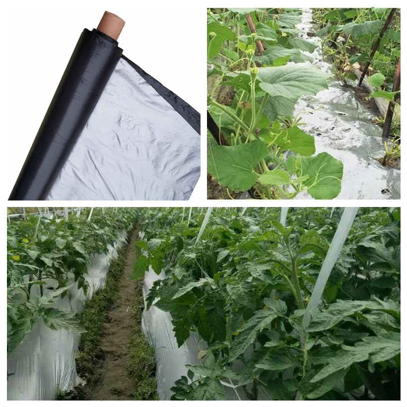50m 0.012mm Orchard Fruit Tree Silver-Black Plastic Film Garden Greenhouse Reflective Weed Control Silvery Black Mulch Film
50m 0.012mm Orchard Fruit Tree Silver-Black Plastic Film Garden Greenhouse Reflective Weed Control Silvery Black Mulch Film