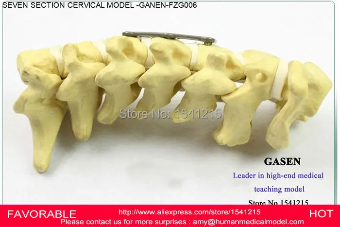 ORTHOPEDIC SURGERY HUMAN BODY MEDICAL SURGERY HUMAN SKELETON HUMAN ANATOMICAL SECTIONS CERVICAL VERTEBRA MODEL GANEN-FZG006
ORTHOPEDIC SURGERY HUMAN BODY MEDICAL SURGERY HUMAN SKELETON HUMAN ANATOMICAL SECTIONS CERVICAL VERTEBRA MODEL GANEN-FZG006