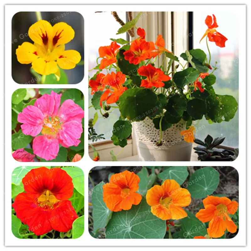 10 Pcs Tropaeolum Majus Bonsai Nasturtium Bonsai Four Seasons Planting Indoor Flower Balcony Potted Bonsai For Home Garden
10 Pcs Tropaeolum Majus Bonsai Nasturtium Bonsai Four Seasons Planting Indoor Flower Balcony Potted Bonsai For Home Garden