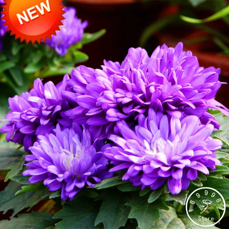 Hot Sale!100 Pcs/Lot Purple Chrysanthemum Callistephus Flower Plants Balcony Potted Bonsai Plant Flower Aster garden,#ACPK4I
Hot Sale!100 Pcs/Lot Purple Chrysanthemum Callistephus Flower Plants Balcony Potted Bonsai Plant Flower Aster garden,#ACPK4I