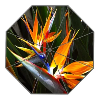 Nice Bird Of Paradise Flower Umbrella Custom Sunny and Rainy Umbrella Design Portable Fashion Stylish Umbrellas Good Gift
Nice Bird Of Paradise Flower Umbrella Custom Sunny and Rainy Umbrella Design Portable Fashion Stylish Umbrellas Good Gift