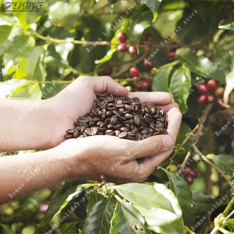 20pcs Chinese Pure Coffee Remember To Cultivate Artificially Delicious Exotic Rich Flavor Natural Organic Bonsai
20pcs Chinese Pure Coffee Remember To Cultivate Artificially Delicious Exotic Rich Flavor Natural Organic Bonsai