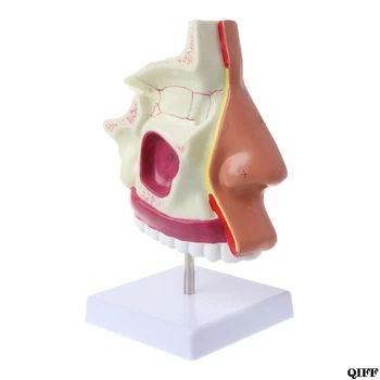 Drop Ship&Wholesale Human Nasal Cavity Anatomy Model Medical Nose Cavity Structure For Science Study Display Teaching June 4
Drop Ship&Wholesale Human Nasal Cavity Anatomy Model Medical Nose Cavity Structure For Science Study Display Teaching June 4