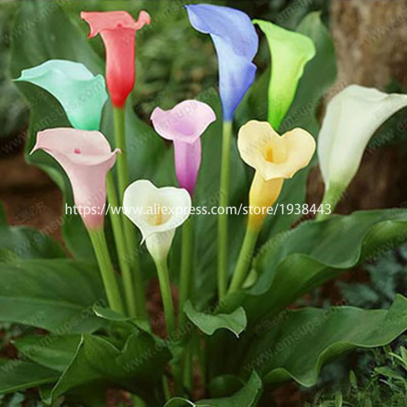 100Pcs Color Calla Lily Plant Bonsai Rare Flowers Zantedeschia Aethiopica Home Garden Pot Wedding Decor
100Pcs Color Calla Lily Plant Bonsai Rare Flowers Zantedeschia Aethiopica Home Garden Pot Wedding Decor
