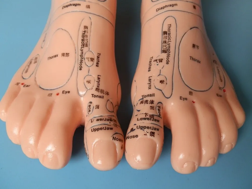 19cm Foot reflex zone massage model, not acupuncture model, Chinese and English code TCM Feet Reflexology, 1 pair
19cm Foot reflex zone massage model, not acupuncture model, Chinese and English code TCM Feet Reflexology, 1 pair