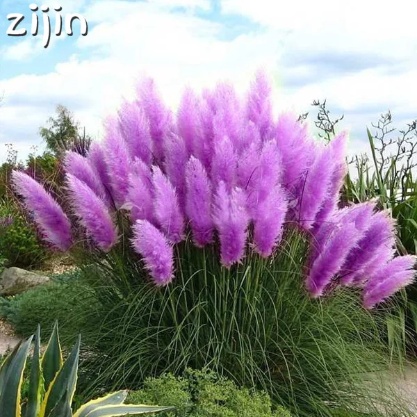 500pcs New Rare Impressive Purple Pampas Grass bonsais Ornamental home garden Plants Flowers bonsais Cortaderia
500pcs New Rare Impressive Purple Pampas Grass bonsais Ornamental home garden Plants Flowers bonsais Cortaderia
