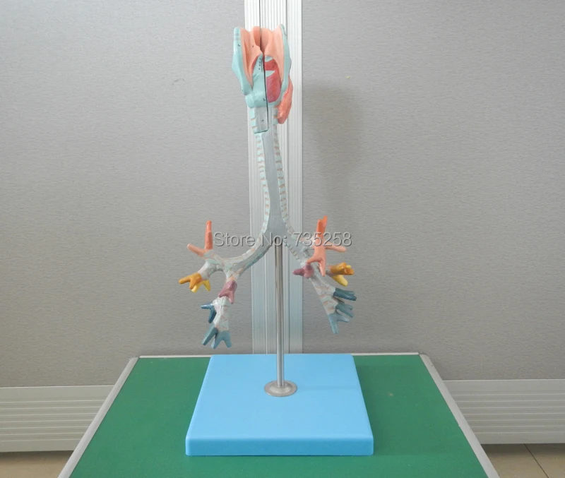 Larynx,Trachea and Bronchial Tree Model, ISO Quality Certification Throat And Bronchial Tree Model
Larynx,Trachea and Bronchial Tree Model, ISO Quality Certification Throat And Bronchial Tree Model