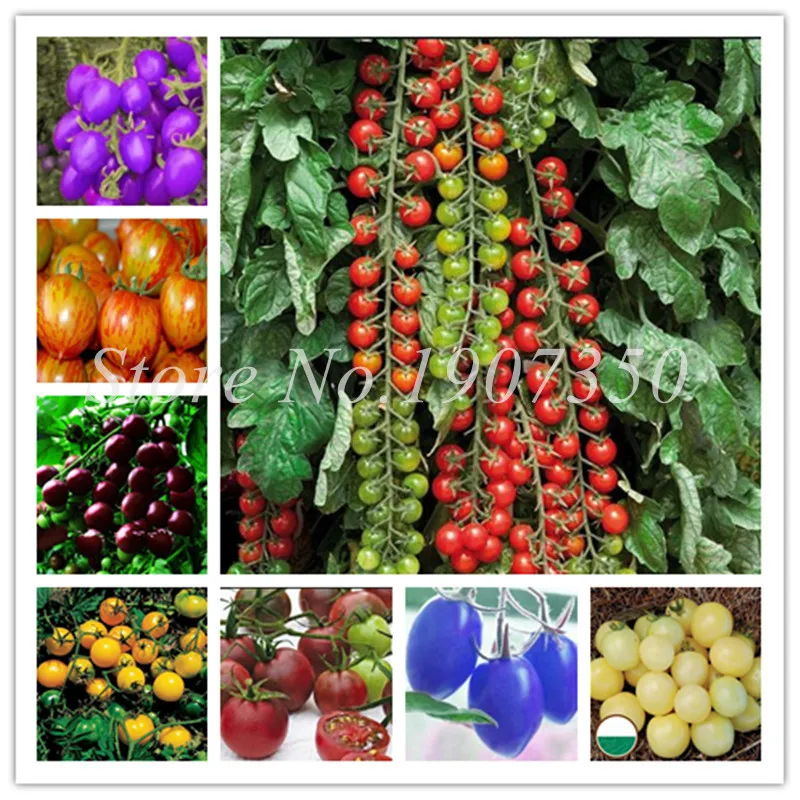Hot sales! 200 Pcs Tomato plants Tasty Yellow Black Tomato plant Organic Food plant Vegetables Easy Growing Bonsai Pot Plant
Hot sales! 200 Pcs Tomato plants Tasty Yellow Black Tomato plant Organic Food plant Vegetables Easy Growing Bonsai Pot Plant