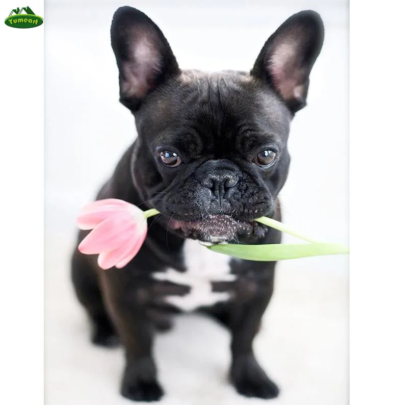 YUMEART NEW Arrival full drill 5D DIY diamond painting bulldog&Rose diamond embroidery Cross Stitch Rhinestone mosaic decoration
YUMEART NEW Arrival full drill 5D DIY diamond painting bulldog&Rose diamond embroidery Cross Stitch Rhinestone mosaic decoration