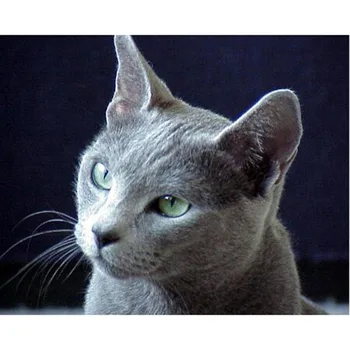5D DIY Diamond Painting Diamond Full Mosaic Bedroom Cartoon Animals Grey Cat Point Diamond Paste Diamond Embroidery Cross Stitch
5D DIY Diamond Painting Diamond Full Mosaic Bedroom Cartoon Animals Grey Cat Point Diamond Paste Diamond Embroidery Cross Stitch