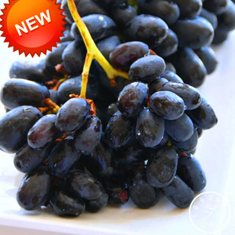New 2018!100 PCS/Lot floresless Black Grape bonsai Advanced Fruit plantas Natural Growth Kyoho Gardening Fruit Plants,#CCE023
New 2018!100 PCS/Lot floresless Black Grape bonsai Advanced Fruit plantas Natural Growth Kyoho Gardening Fruit Plants,#CCE023
