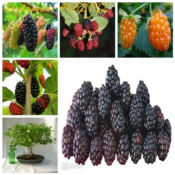 Hot Sale!100 Pcs Sweet Black Berry Giant Blackberries Heirloom Blackberry bonsai Triple Crown Blackberry Black Mulberry
Hot Sale!100 Pcs Sweet Black Berry Giant Blackberries Heirloom Blackberry bonsai Triple Crown Blackberry Black Mulberry