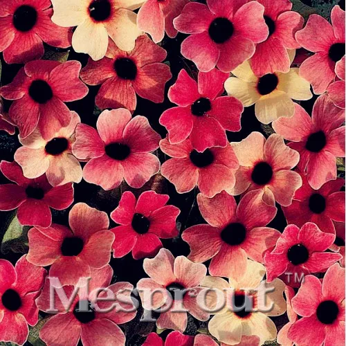 Hot Sale 10PCS Susan Bonsai Home Garden Bonsai Flower Bonsai Thunbergia AlataChile Plants Watch Houseplants Small Tree Pot *
Hot Sale 10PCS Susan Bonsai Home Garden Bonsai Flower Bonsai Thunbergia AlataChile Plants Watch Houseplants Small Tree Pot *