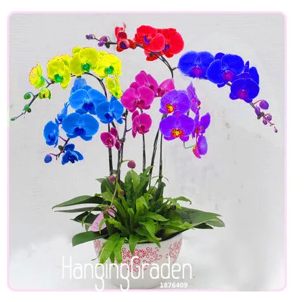 Big Promotion!200 Pcs/Lot Unique Rainbow Butterfly Orchid garden Plants Bonsai Plant Phalaenopsis flores,#G1THOG
Big Promotion!200 Pcs/Lot Unique Rainbow Butterfly Orchid garden Plants Bonsai Plant Phalaenopsis flores,#G1THOG