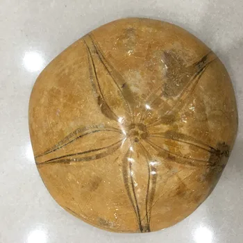 Raw natural stones and minerals crystal starfish for chakra fossil Madagascar crystal home decoration
Raw natural stones and minerals crystal starfish for chakra fossil Madagascar crystal home decoration