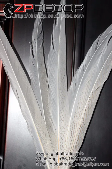 silver pheasant feathers (11)
