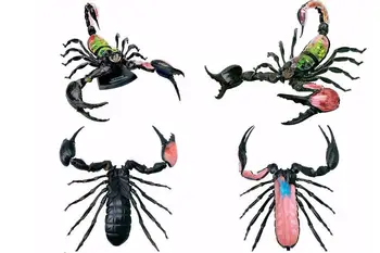 Assembly 29 Parts Scorpion Model Anatomy Animal Model Dissection Skull Brain Anatomical Anatomy Skeleton Model Kids Science Toys
Assembly 29 Parts Scorpion Model Anatomy Animal Model Dissection Skull Brain Anatomical Anatomy Skeleton Model Kids Science Toys