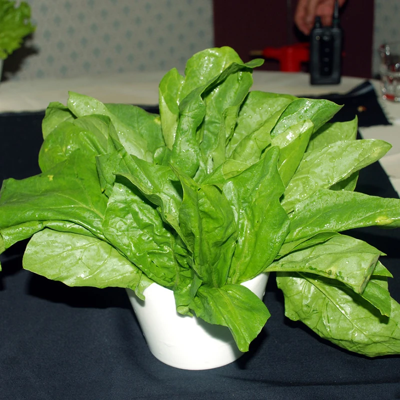 100 PCS Edible Health Aelicious Spinach Bonsai Nutrient-rich Ornamental Edible Leafy Herb Nutrition Model Vegetable
100 PCS Edible Health Aelicious Spinach Bonsai Nutrient-rich Ornamental Edible Leafy Herb Nutrition Model Vegetable