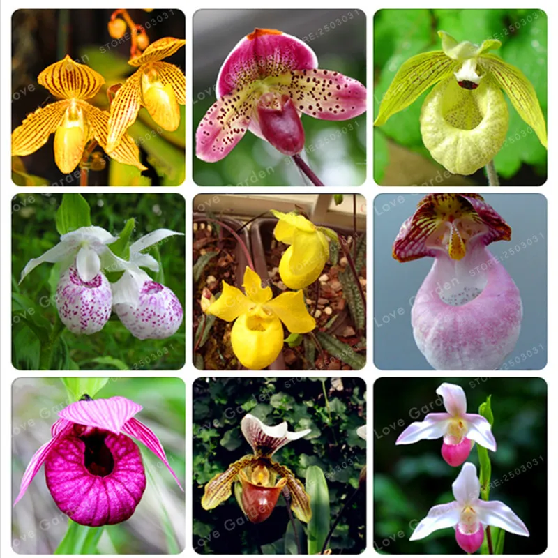 Cypripedium Bonsai Balcony Bonsai Flower Bonsai Terrace Flowers Paphiopedilum Slipper Orchid Bonsai For Home Garden 50 Pcs
Cypripedium Bonsai Balcony Bonsai Flower Bonsai Terrace Flowers Paphiopedilum Slipper Orchid Bonsai For Home Garden 50 Pcs