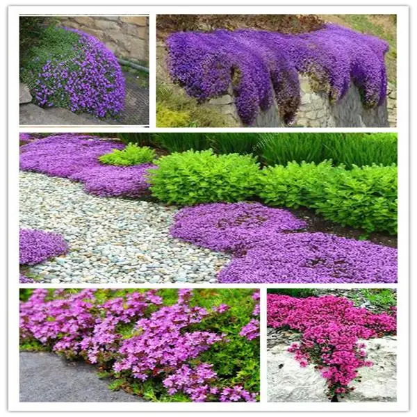 100 Pcs/Bag Creeping Thyme Bonsai, Rare Color Plant Perennial Ground Cover Flower Natural Growth For Home Garden&outdoor plant
100 Pcs/Bag Creeping Thyme Bonsai, Rare Color Plant Perennial Ground Cover Flower Natural Growth For Home Garden&outdoor plant