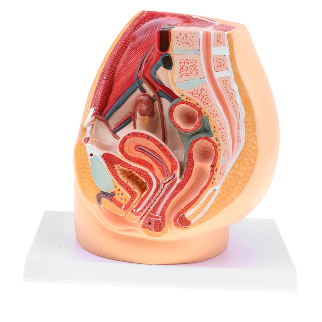 Median Sagittal Section 1:1 Human Female Pelvic & Abdominal Cavity Structure Model Pelvic Muscles Medical Study Lab Supplies