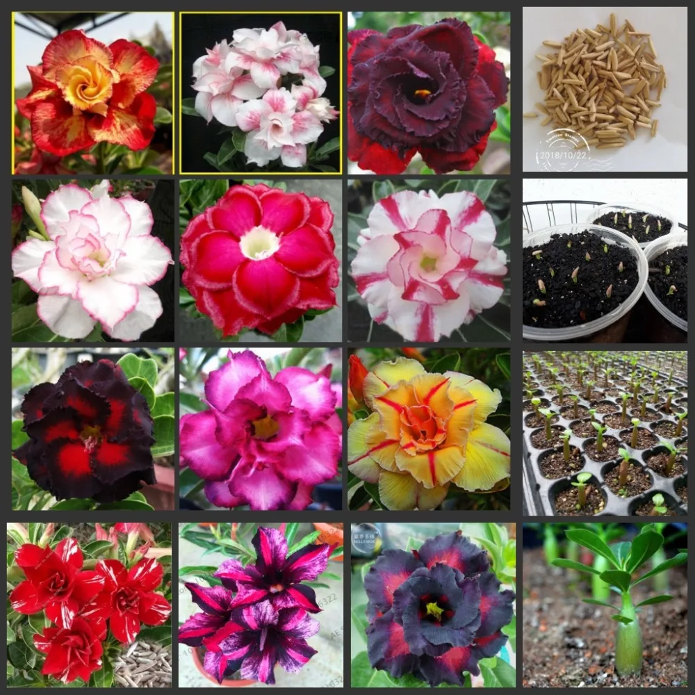 100pcs 100% Fresh Real Adenium Obesum Semillas - Bonsai Desert Rose Flower Plant tree sementes
100pcs 100% Fresh Real Adenium Obesum Semillas - Bonsai Desert Rose Flower Plant tree sementes