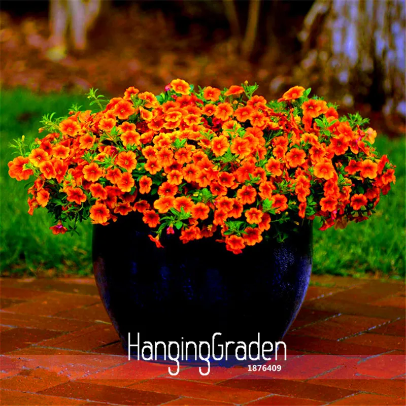 New Arrival!Calibrachoa Kabloom Crave Sunset Vigorous Free-flowering Annual Petunia bonsai,100 Pcs/Lot,#CIQTDX
New Arrival!Calibrachoa Kabloom Crave Sunset Vigorous Free-flowering Annual Petunia bonsai,100 Pcs/Lot,#CIQTDX