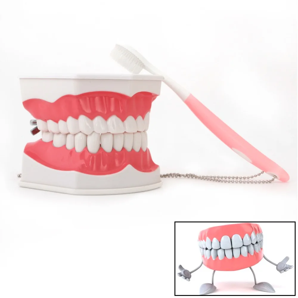 New Dental Adult Education Teaching Model with Removable Lower Teeth and Toothbrush
New Dental Adult Education Teaching Model with Removable Lower Teeth and Toothbrush