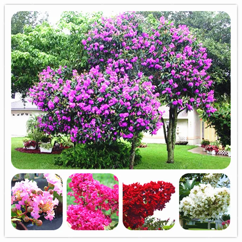 100 Pcs/Bag Crape Myrtle Lagerstroemia Indica 'Natchez' Perennial Flower Bonsai Courtyard Myrtle Flowers Home Garden Plant Pot
100 Pcs/Bag Crape Myrtle Lagerstroemia Indica 'Natchez' Perennial Flower Bonsai Courtyard Myrtle Flowers Home Garden Plant Pot