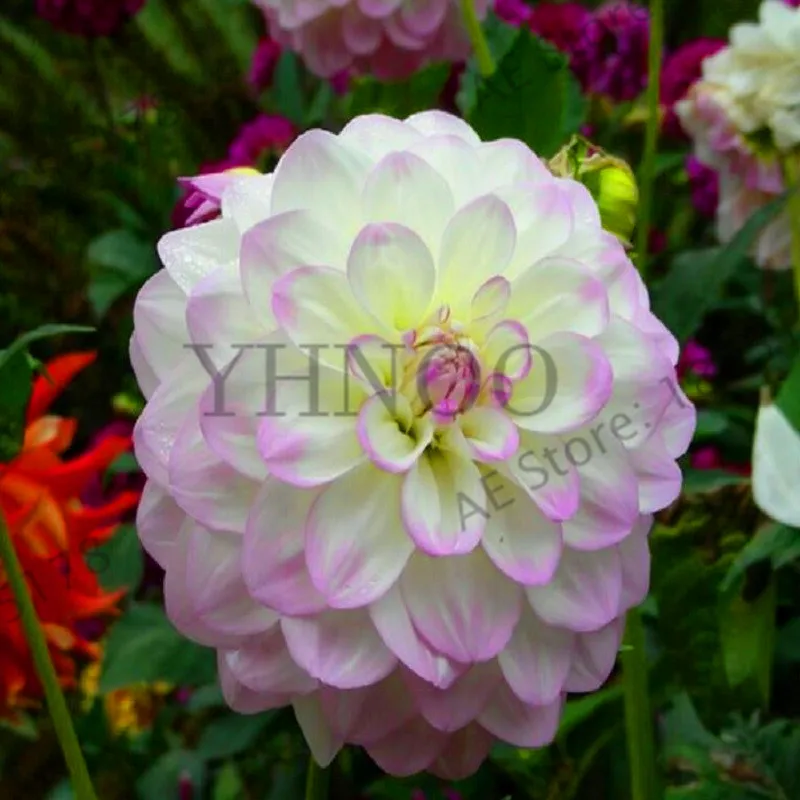 Loss Promotion!20PCS Rare Bonsai Dahlia Plants Chinese Flower Plantas gorgeous flower Balcony potted plant for home garden,#OXN
Loss Promotion!20PCS Rare Bonsai Dahlia Plants Chinese Flower Plantas gorgeous flower Balcony potted plant for home garden,#OXN