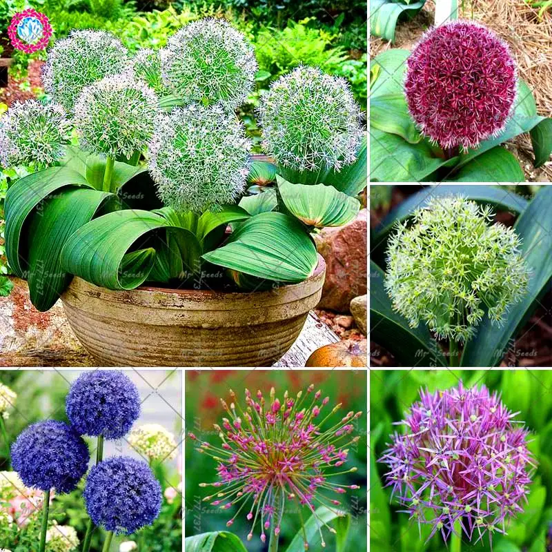 100Pcs/Bag Dwarfing Allium Giganteum bonsai plant Giant Onion Bonsai Flower plant Garden Perennial Flower
100Pcs/Bag Dwarfing Allium Giganteum bonsai plant Giant Onion Bonsai Flower plant Garden Perennial Flower