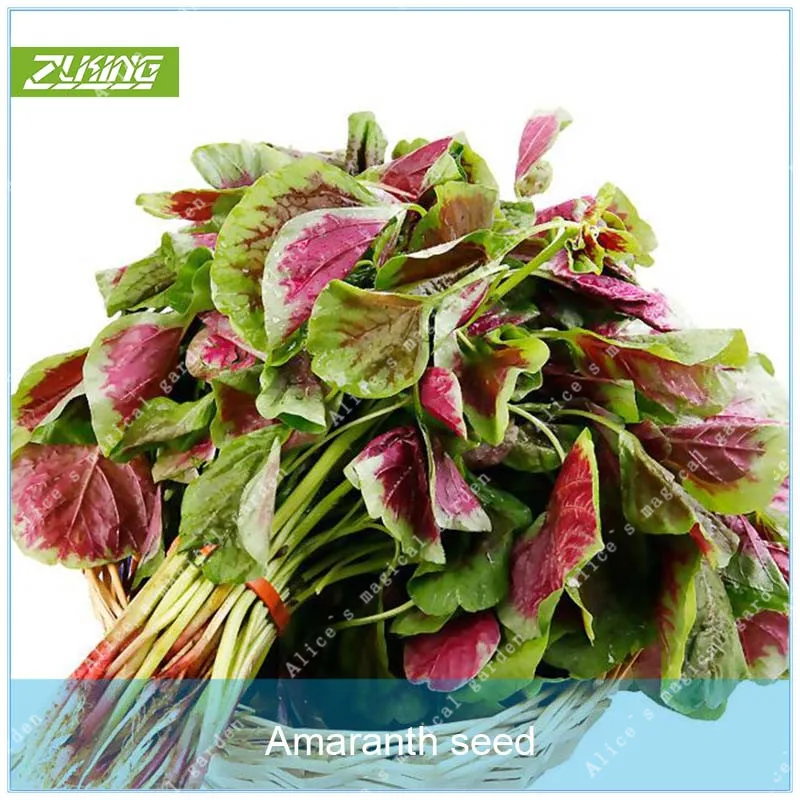 ZLKING 100pcs Amaranth Non Gmo Organic Vegetable Bonsai Plants For Home Garden Natural Flowers Garden Asia Plants
ZLKING 100pcs Amaranth Non Gmo Organic Vegetable Bonsai Plants For Home Garden Natural Flowers Garden Asia Plants