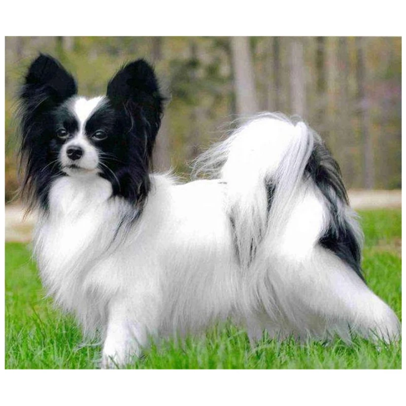 DIY Diamond Embroidery,Animal Dog Papillon Small pets,5Diamond Painting,Cross Stitch,3D,Diamond Mosaic,Needlework,Christmas
DIY Diamond Embroidery,Animal Dog Papillon Small pets,5Diamond Painting,Cross Stitch,3D,Diamond Mosaic,Needlework,Christmas