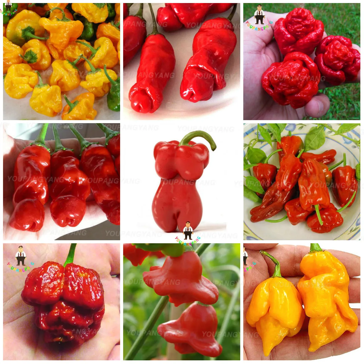 Bonsai 50pcs Hottest Pepper plants World Hottest Pepper many kind Of Rare Chili Pepper plants Home Garden
Bonsai 50pcs Hottest Pepper plants World Hottest Pepper many kind Of Rare Chili Pepper plants Home Garden