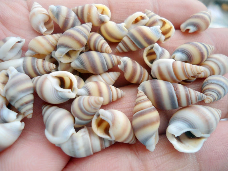 HappyKiss 50pcs Natural ornament conch shells cat's eye screw DIY Mediterranean home decoration aquarium crafts
HappyKiss 50pcs Natural ornament conch shells cat's eye screw DIY Mediterranean home decoration aquarium crafts