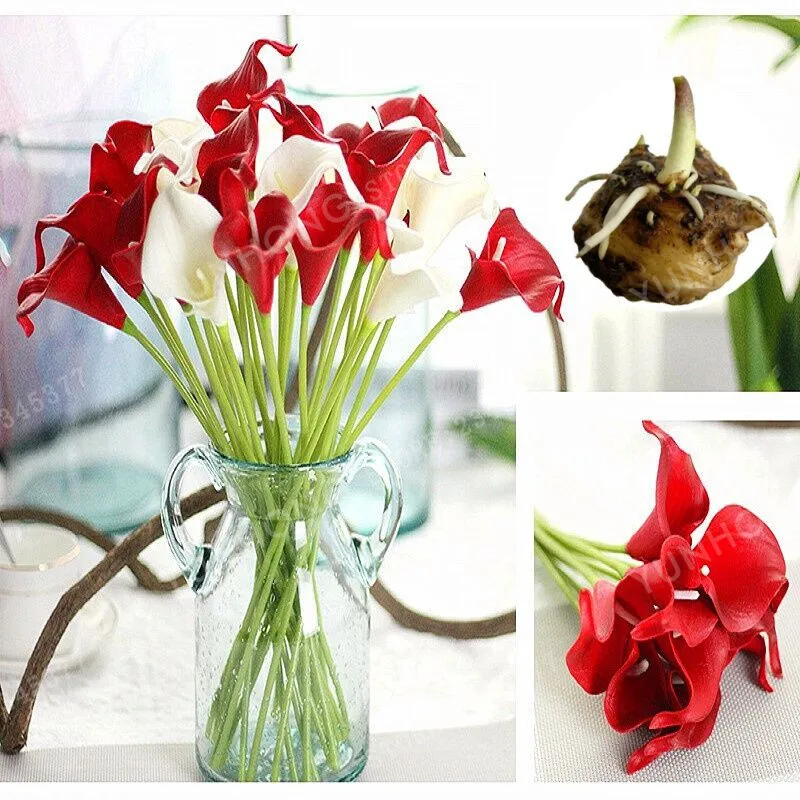 2Pcs / Red Calla bonsai DIY Potted Plants Indoor / Outdoor Potted plant 95% Mixed Colors Plants
2Pcs / Red Calla bonsai DIY Potted Plants Indoor / Outdoor Potted plant 95% Mixed Colors Plants