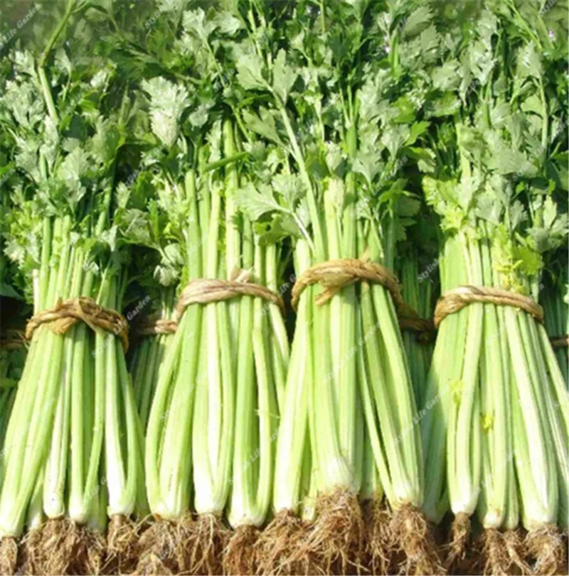 High Quality 200 Pcs Parsley Bonsai Concentrated Flavor Tender Crisp Celery Green Vegetable Plant Small Home Garden Cultivation
High Quality 200 Pcs Parsley Bonsai Concentrated Flavor Tender Crisp Celery Green Vegetable Plant Small Home Garden Cultivation