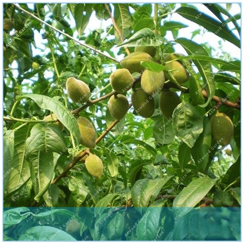 ZLKING High Quality 1pcs Almonds Badam Nut Rare Outdoor Fruit Tree Plant For Home Garden
ZLKING High Quality 1pcs Almonds Badam Nut Rare Outdoor Fruit Tree Plant For Home Garden