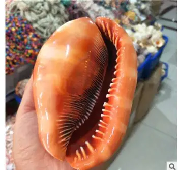 Big frog screw Manufacturer direct sale of four famous snail shell window display high-quality samples snail wanbao snail Home
Big frog screw Manufacturer direct sale of four famous snail shell window display high-quality samples snail wanbao snail Home