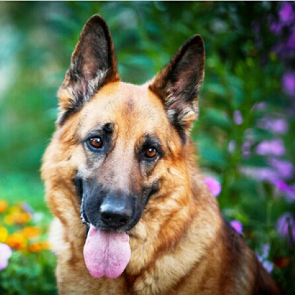 A1386 Diamond Embroidery Home Decor 3DIY German Shepherd Dog Resin Tool dril Painting Cross Stitch Fashion Mosaic Needlework
A1386 Diamond Embroidery Home Decor 3DIY German Shepherd Dog Resin Tool dril Painting Cross Stitch Fashion Mosaic Needlework