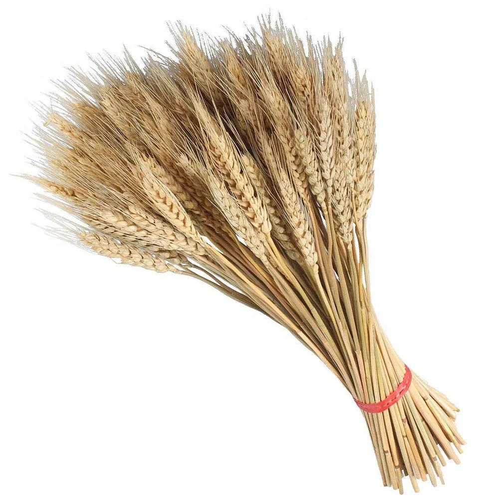 Large Wheat yellow Natural Wheat Sheaf Bundle Premium Diy Home Kitchen Table Wedding Centerpieces Decoration 
Large Wheat yellow Natural Wheat Sheaf Bundle Premium Diy Home Kitchen Table Wedding Centerpieces Decoration